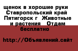 щенок в хорошие руки - Ставропольский край, Пятигорск г. Животные и растения » Отдам бесплатно   